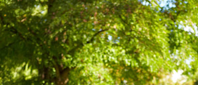 Plan d'action développement durable